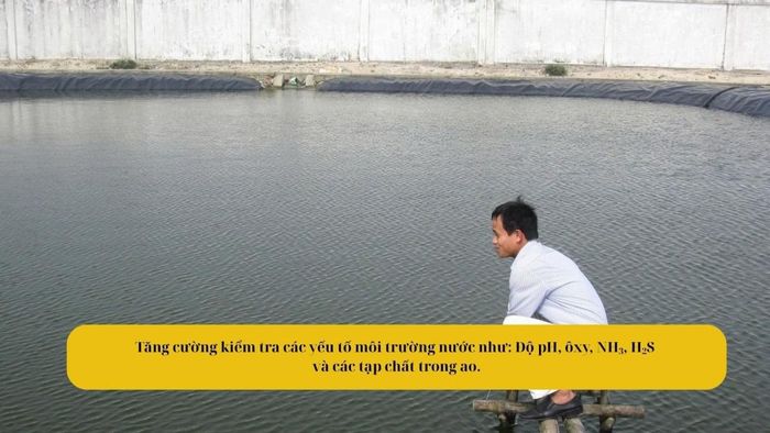 Người nuôi cần thường xuyên theo dõi màu nước, sức khỏe vật nuôi và các yếu tố môi trường để có biện pháp điều chỉnh kịp thời
