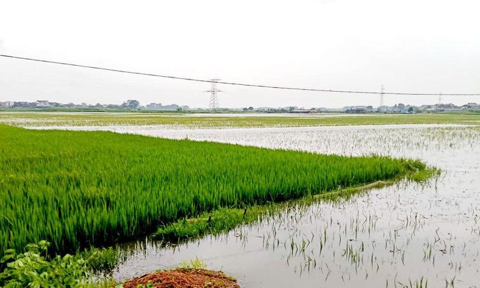 Lũ trên sông Thương dâng cao gây ngập úng cục bộ một số diện tích lúa tại phường Đa Mai, tỉnh Bắc Ninh. (Ảnh: Mai Toan)