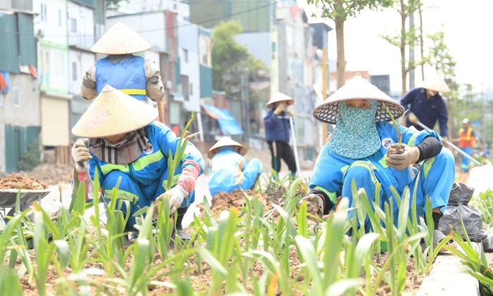 Công nhân trồng hoa, cây cảnh ở dải phân cách để tạo mỹ quan đô thị.