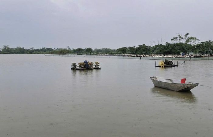 Tại các ao hồ nuôi trồng thủy sản ở xã Phú Xuyên nước có xu hướng dâng cao sau những đợt mưa lớn kéo dài. Ảnh: PV