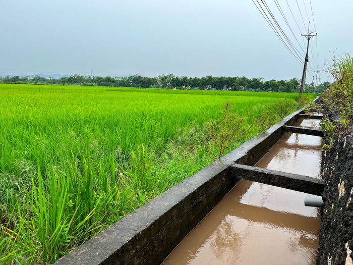 Hệ thống thủy lợi tiêu thoát nước hiệu quả bảo vệ những diện tích nông nghiệp. Ảnh: Tùng Nguyễn.