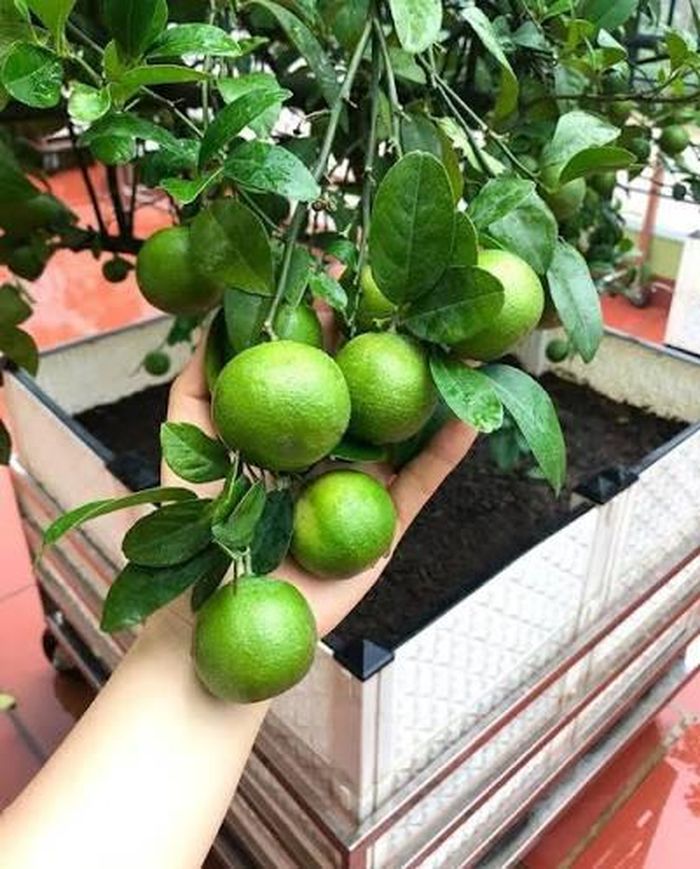 Dù trồng ở trước nhà hay góc vườn, điều quan trọng nhất vẫn là tình trạng của cây. Một cây chanh khỏe mạnh, lá xanh, ra hoa và đậu quả đều luôn tạo cảm giác tích cực hơn một cây còi cọc hoặc thường xuyên sâu bệnh