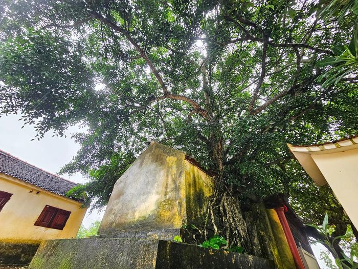 Ông Nguyễn Văn Hùng - Chủ tịch UBND xã Biện Thượng cho biết: Những gì còn lại tại Đa Bút hôm nay là dấu tích quý về nghệ thuật điêu khắc đá thời Lê - Trịnh, góp phần làm rõ thêm giá trị lịch sử, văn hóa của vùng đất này. Ảnh: Đình Minh