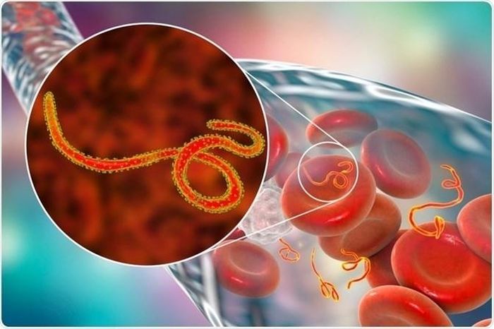 Dịch Ebola đang lan rộng “theo cấp số nhân” tại Cộng hòa Dân chủ Congo. Ảnh minh hoạ