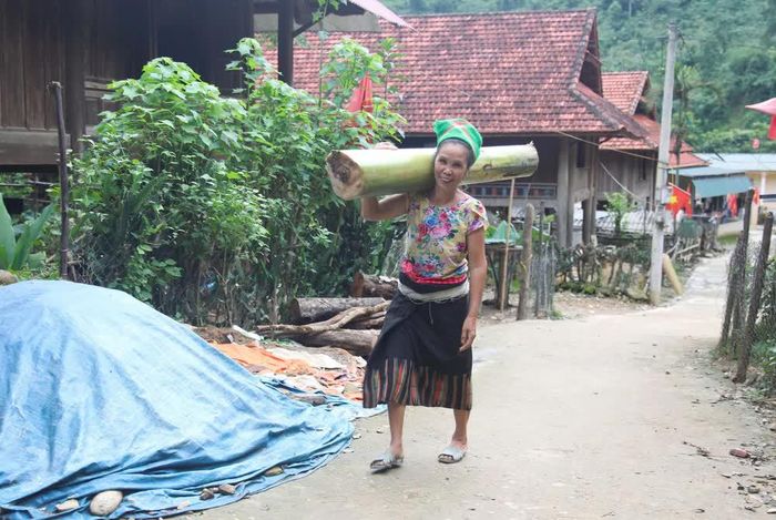 Tranh thủ thời tiết không mưa, người dân trong bản Na Ngân (xã Nga My, Nghệ An) đi lấy thân chuối về để làm nguồn thức ăn dự trữ trong chăn nuôi lợn. Ảnh: Xuân Tiến - TTXVN