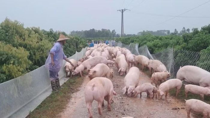 Đàn lợn tại thôn Phúc Đình, xã Phúc Hòa được di chuyển đến nơi an toàn. (Ảnh: PN)