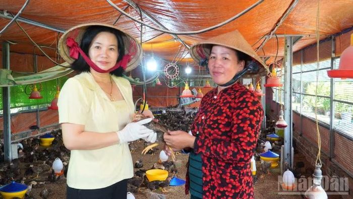Hiện, Hợp tác Ngũ Thường Mekong xã có 4 trại, mỗi trại khoảng 3.000 con và trung bình mỗi tháng xuất khoảng 3.000 con gà. (Ảnh: VĂN ÚT)