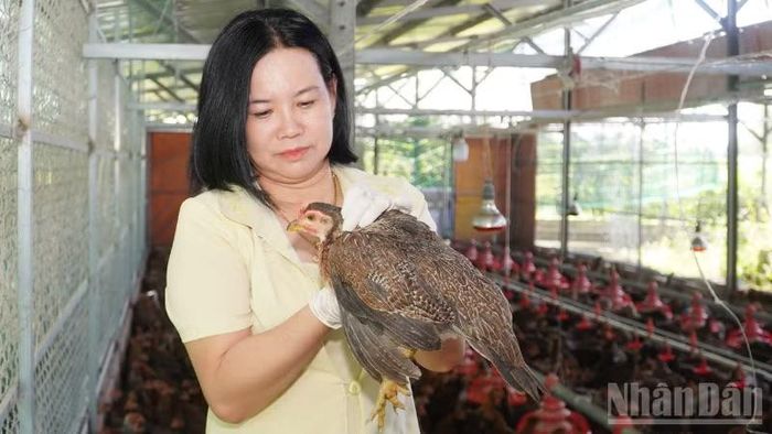 Bà Lữ Thị Nhật Hằng, Giám đốc Hợp tác xã Ngũ Thường Mekong, xã Tân Bình. (Ảnh: VĂN ÚT)
