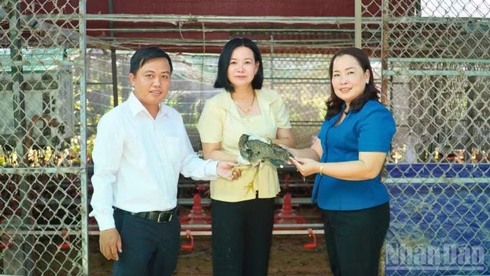 Bà Đỗ Thị Bích Phượng (áo xanh), Phó Bí thư Thường trực Đảng ủy xã Tân Bình thăm Hợp tác xã Ngũ Thường Mekong triển khai thêm mô hình nuôi gà tre thương phẩm. (Ảnh: VĂN ÚT)