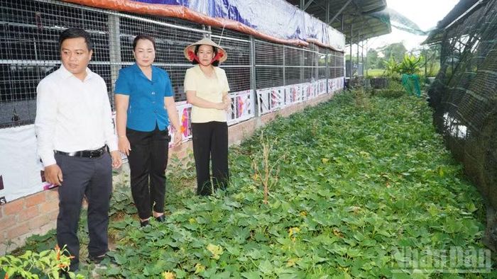 Phân trùn quế được dùng bón cỏ voi phục vụ chăn nuôi bò, đồng thời bón cho rau sạch. (Ảnh: VĂN ÚT)