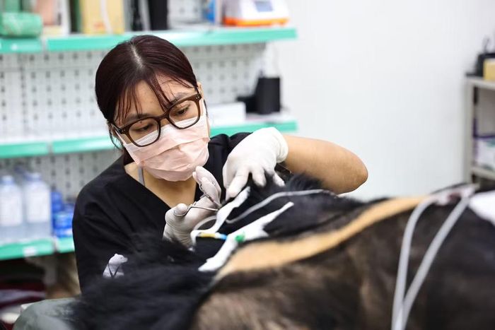 Những chú gấu được chăm sóc tại Vườn Quốc gia Bạch Mã.