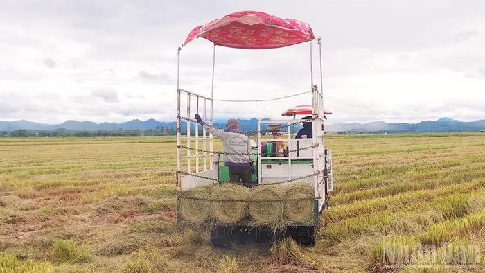 Máy cuốn rơm để phục vụ chăn nuôi, vừa có thêm thu nhập từ phế phẩm nông nghiệp và hạn chế ô nhiễm môi trường. (Ảnh: HƯƠNG GIANG)