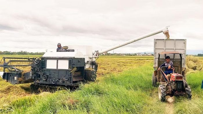 Gặt xong, lúa thành phẩm được chuyển sang xe công nông để chuyển về nhà. (Ảnh: HƯƠNG GIANG)
