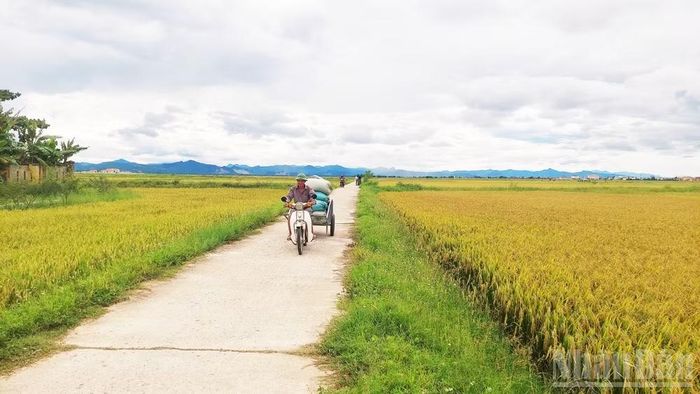 Có nhiều người dùng xe máy kéo lúa về nhà cho kịp trước khi trời đổ mưa. (Ảnh: HƯƠNG GIANG)