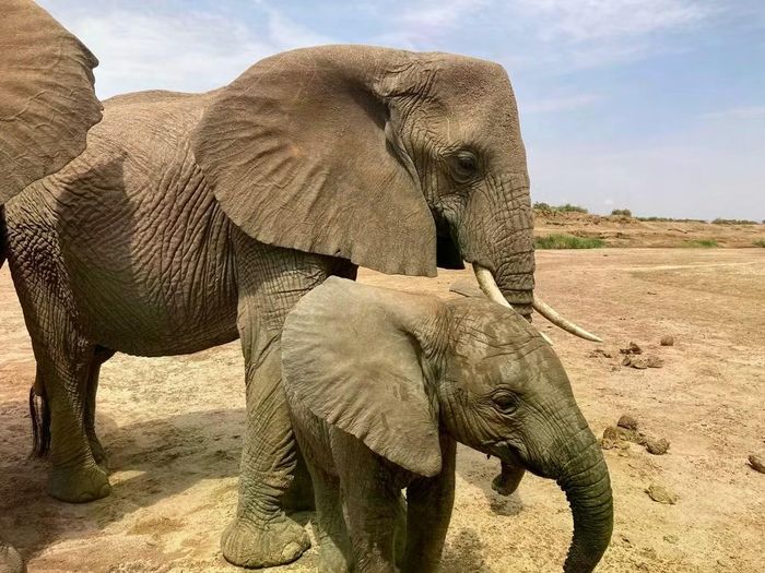Những con voi tại Khu bảo tồn quốc gia Samburu ở Kenya, có thể sử dụng những tiếng rền trầm đặc trưng cho từng cá thể. (Ảnh: Michael Pardo)