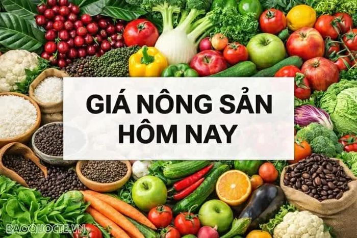Giá nông sản hôm nay 24/8/2026 : Giá cà phê trong nước vẫn tăng, sức ép từ sàn quốc tế đè nặng; Khoản hoàn thuế quan đối ứng của Mỹ đã vượt nguồn thu.