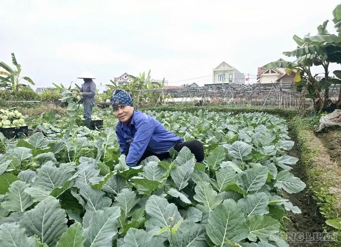 Mô hình HTX nông nghiệp được xác định là hạt nhân liên kết chuỗi giá trị, giúp nâng cao thu nhập cho người dân khu vực nông thôn.