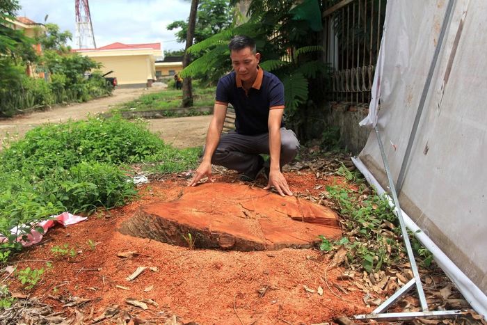 Một gốc cây xà cừ bị cưa hạ.