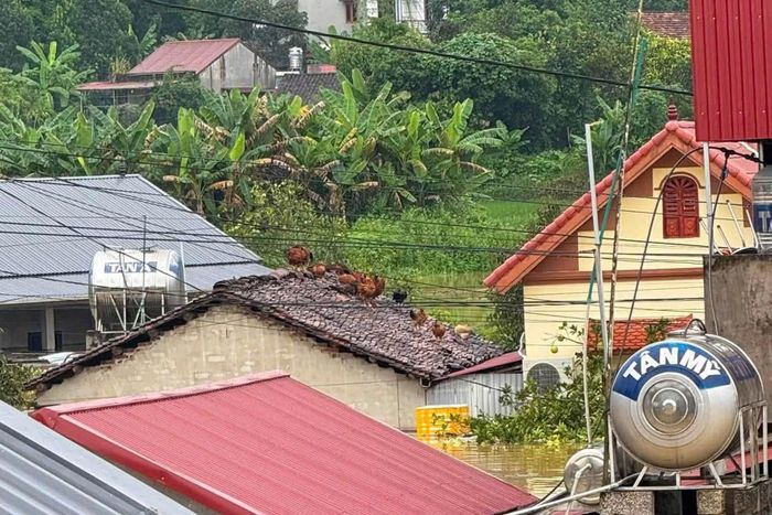 Gia cầm được người dân cho lên mái nhà để tránh ngập. Ảnh: D.L