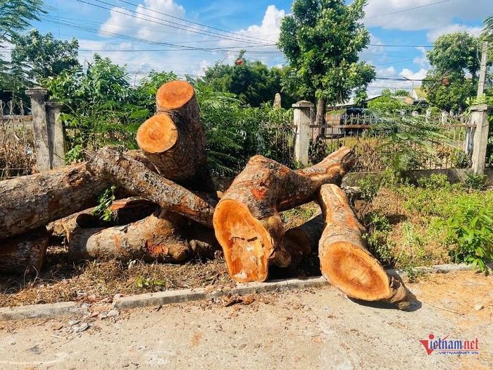 Hạt Kiểm lâm xác định 11/14 lóng gỗ tròn có đường kính không phù hợp với đường kính gốc. Ảnh: Trần Hoàn
