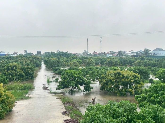 Khoảng 800ha cây ăn quả tại xã Hà Đông (Hải Phòng) bị ngập do mưa lớn từ hoàn lưu bão số 4
