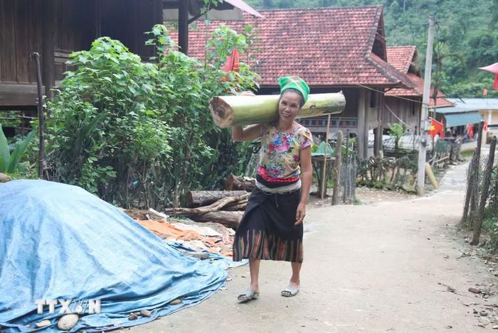 Tranh thủ thời tiết không mưa, người dân trong bản Na Ngân (xã Nga My, Nghệ An) đi lấy thân chuối về để làm nguồn thức ăn dự trữ trong chăn nuôi lợn. (Ảnh: Xuân Tiến/TTXVN)