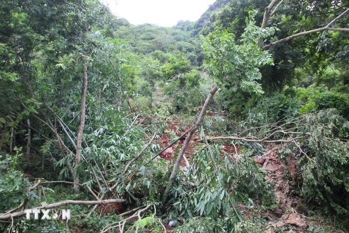 Các khối đá bị lở từ trên cao lăn xuống làm đổ gãy nhiều cây cối trên đường. (Ảnh: TTXVN phát)