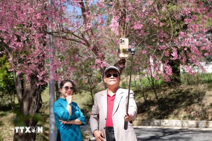 Du khách chụp hình check-in với hoa mai anh đào nở rộ trong khuôn viên trường Đại học Đà Lạt. (Ảnh: Nguyễn Dũng/TTXVN)