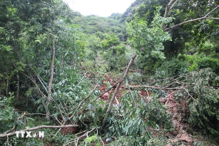 Các khối đá bị lở từ trên cao lăn xuống làm đổ gãy nhiều cây cối trên đường tại Lạng Sơn. (Ảnh: TTXVN phát)