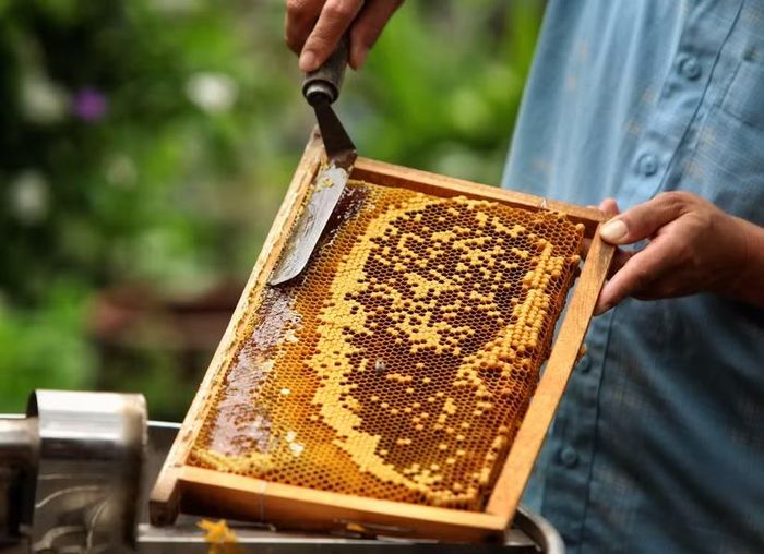 Một hộ dân đang nuôi ong lấy mật. (Nguồn: TTXVN)