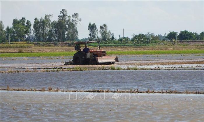 Người dân tranh thủ làm đất trước khi mực nước lũ trên đồng dâng cao.