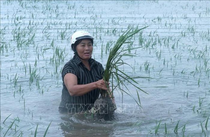 Do mưa lớn, nhiều diện tích lúa của gia đình bà Nguyễn Thị Tằm, xã Hồng Minh, bị ngập sâu trong nước.