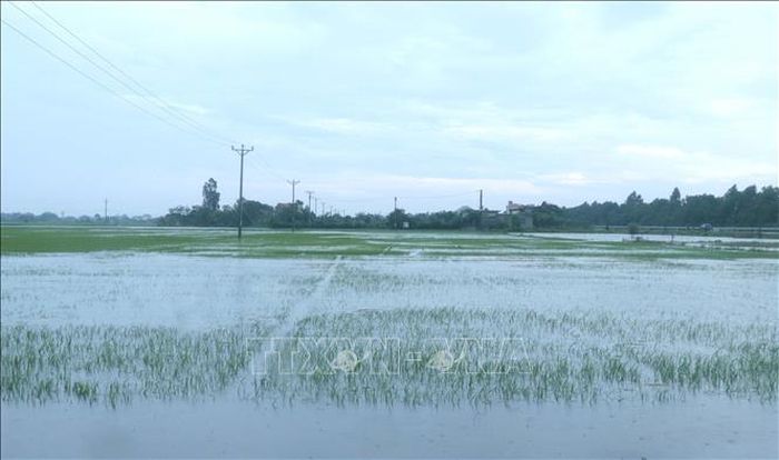 Một số diện tích lúa tại xã Hồng Minh, tỉnh Hưng Yên bị ngập do mưa lớn.