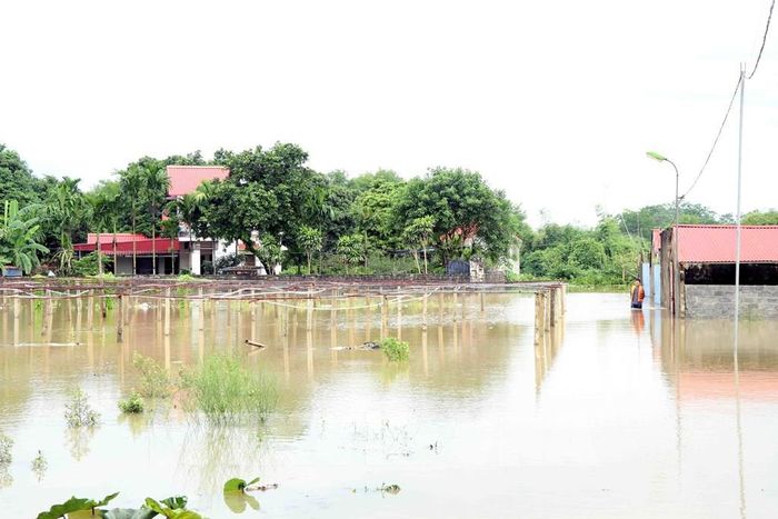 Nhiều hộ dân ven sông Cầu thuộc phường Linh Sơn bị nước lũ cô lập. Ảnh: Trần Trang - TTXVN