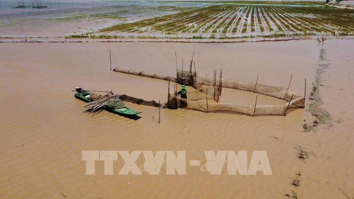 Nước tràn lên đồng ruộng, người dân bắt đầu đặt dớn để bắt thủy sản. Ảnh: Nhựt An - TTXVN