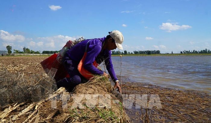 Nước lũ vừa vào đồng ruộng, người dân đặt bẫy bắt chuột đồng. Ảnh: Nhựt An - TTXVN