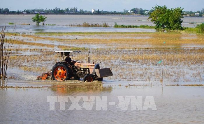Người dân tranh thủ làm đất để tiêu diệt mầm bệnh, cỏ dại trước khi mực nước lũ trên đồng dâng cao. Ảnh: Nhựt An - TTXVN