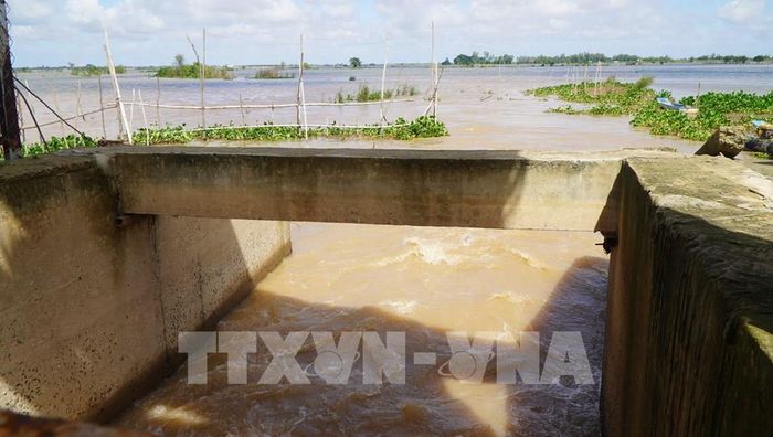 Sau khi mở nắp cống, nước từ ngoài kênh tràn vào cánh đồng ở xã Thường Phước, tỉnh Đồng Tháp. Ảnh: Nhựt An - TTXVN
