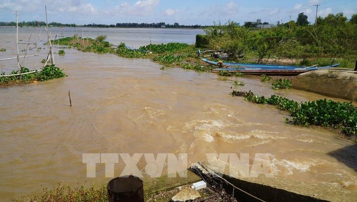 Dòng nước mang theo phù sa và thủy sản chảy vào đồng ruộng. Ảnh: Nhựt An - TTXVN