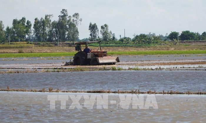 Người dân tranh thủ làm đất trước khi mực nước lũ trên đồng dâng cao. Ảnh: Nhựt An - TTXVN