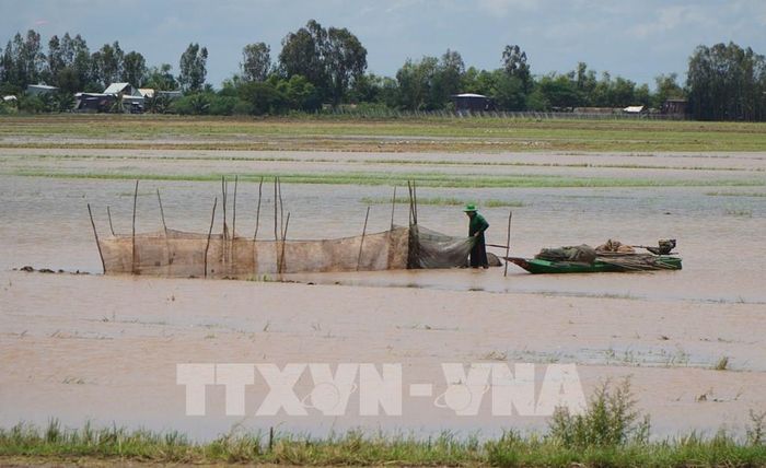 Người dân đặt dớn bắt thủy sản trên đồng ruộng. Ảnh: Nhựt An - TTXVN