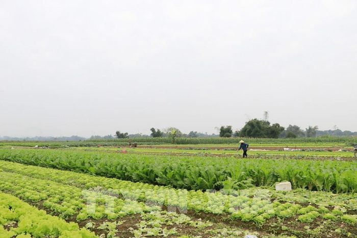Lào Cai hỗ trợ phụ nữ khởi nghiệp giai đoạn 2026 - 2035. Ảnh minh họa: TTXVN