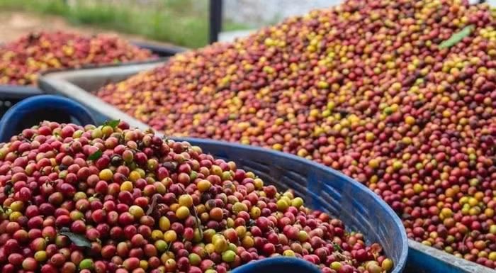 Giá cà phê tiếp đà tăng mạnh