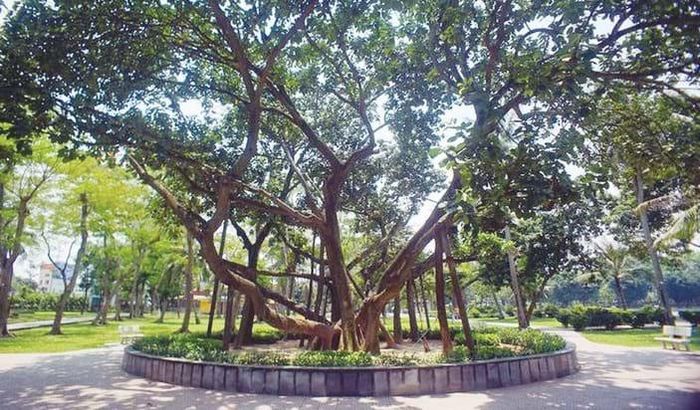 Việc bảo tồn cây đa Bác Hồ trồng tại Công viên Thống Nhất (Hà Nội) thể hiện sự trân trọng đối với một nhân chứng sống động của lịch sử dân tộc. Ảnh: Tư liệu