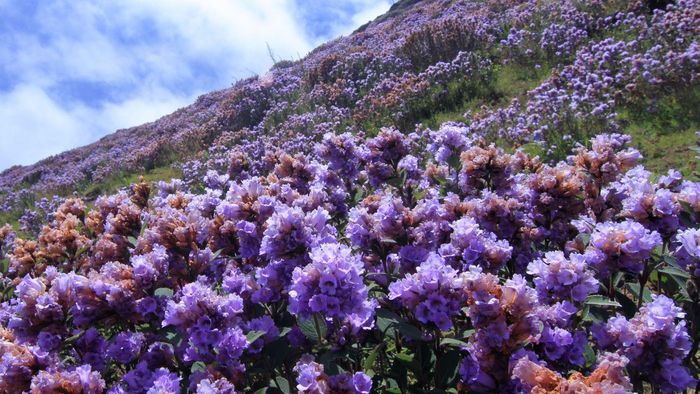 Hoa Neelakurinji nở rộ. Ảnh: Rakeshkdogra, CC BY-SA 4.0, qua Wikimedia Commons