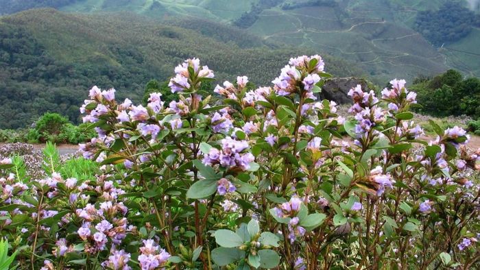 Hoa Neelakurinji ở Munnar. Ảnh: Balaji B/Flickr
