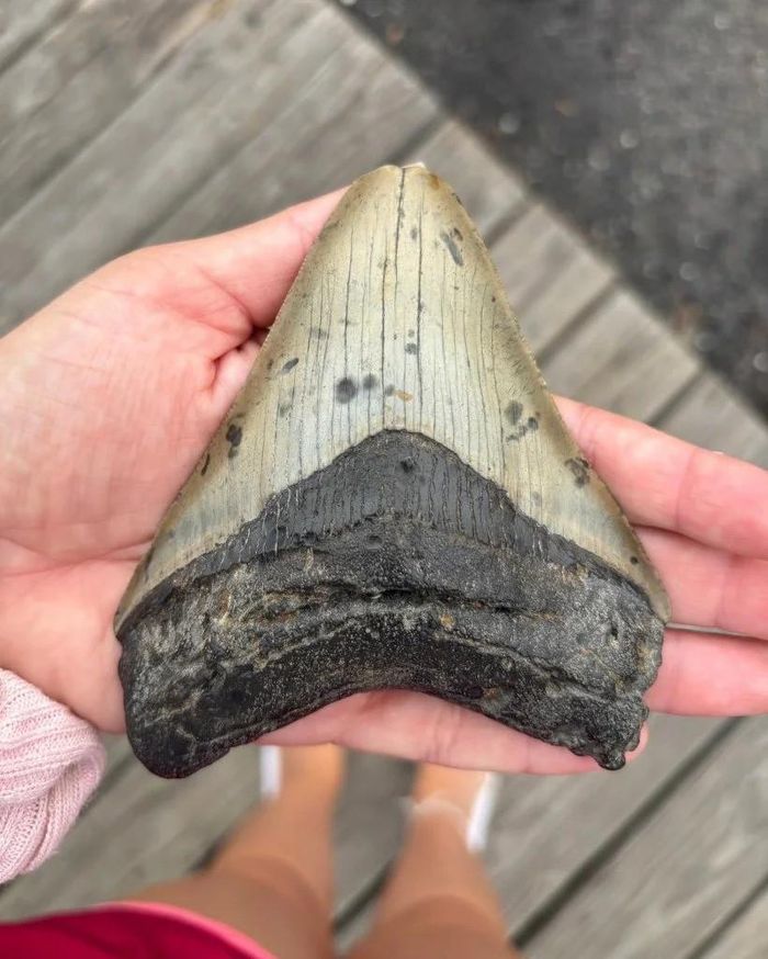 Ảnh: Facebook/Cape May Whale Watch and Research Center