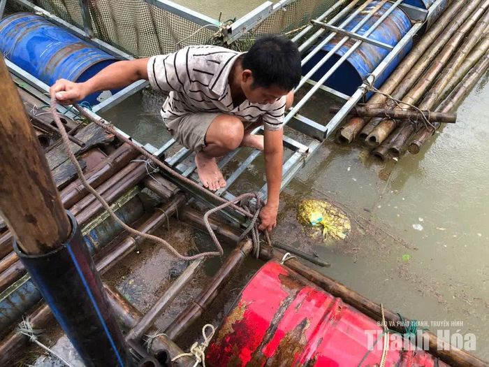 Người dân bản Trung Xuân, xã Trung Hạ gia cố lồng bè cá.