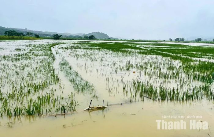 Tại xã Kim Tân, đến 17 giờ chiều 24/8, toàn xã có 21 ha lúa, 22 ha mía, 30 ha hoa màu và 12 ha nuôi trồng thủy sản bị ngập.