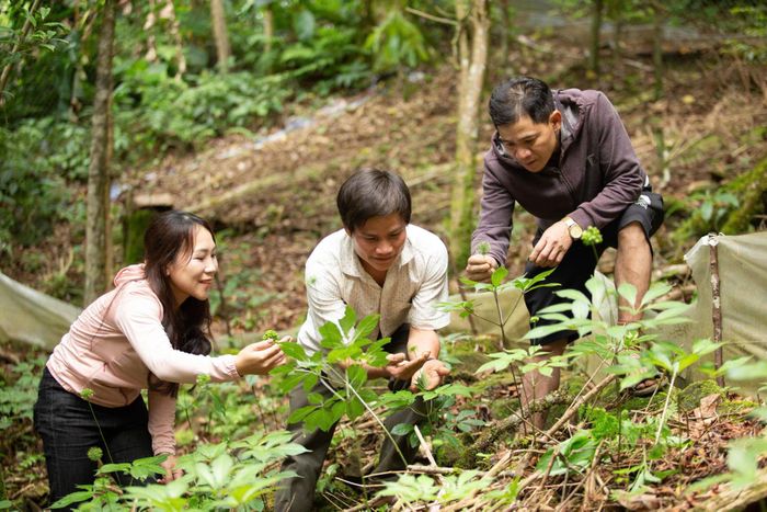 Sâm Ngọc Linh được người dân và doanh nghiệp trồng dưới tán rừng tại xã Trà Linh. Ảnh: TRUNG LÊ